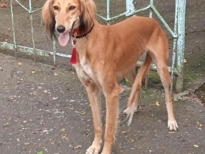 Saluki puppy for sale