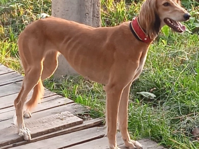 Saluki puppy for sale