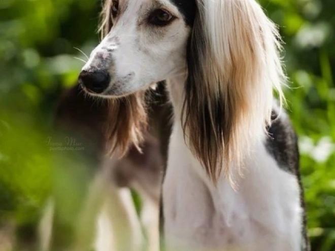 Saluki puppy for sale