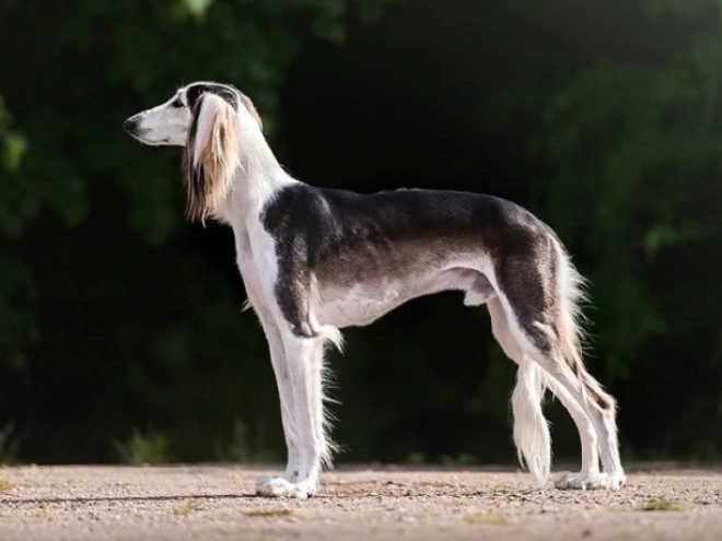 Saluki puppy for sale