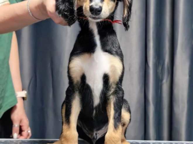 Saluki puppy for sale