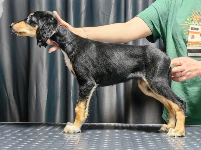 Saluki puppy for sale