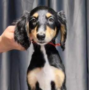 Saluki puppy for sale