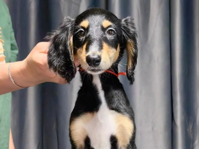 Saluki puppy for sale