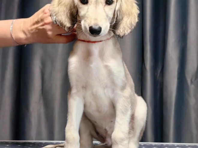 Saluki puppy for sale