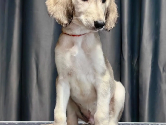 Saluki puppy for sale