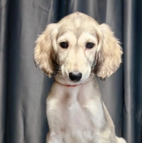 Saluki puppy for sale