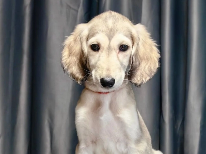 Saluki puppy for sale