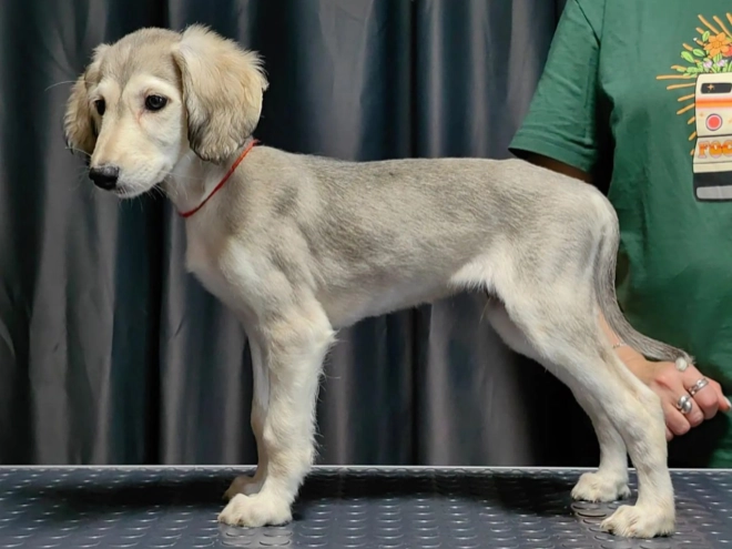 Saluki puppy for sale
