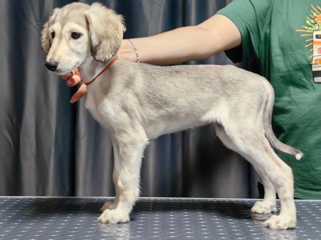 Saluki puppy for sale