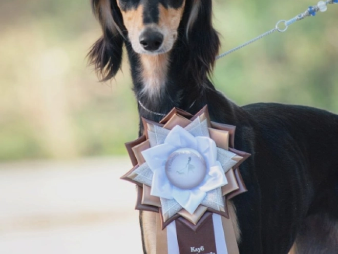Saluki puppy for sale