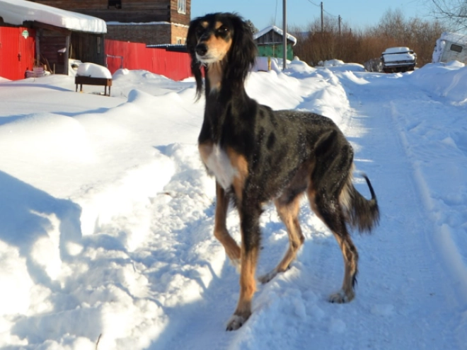 Saluki puppy for sale