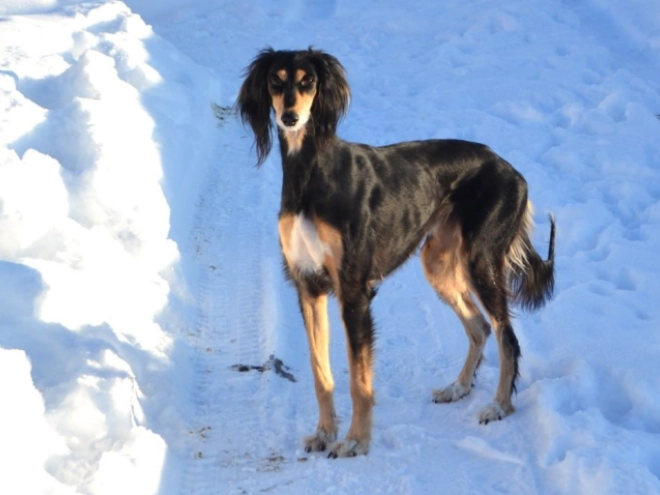 Saluki puppy for sale