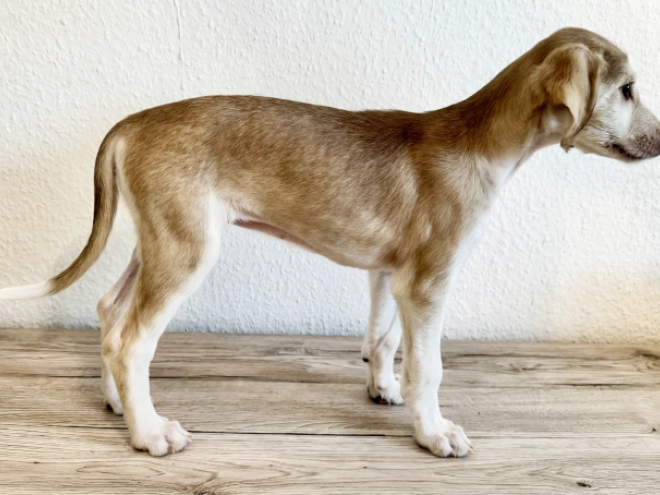 Saluki puppy for sale