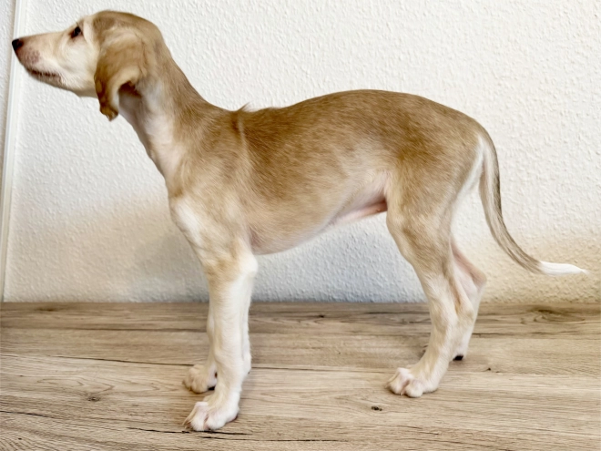Saluki puppy for sale