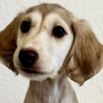 Dalia,  Saluki for sale