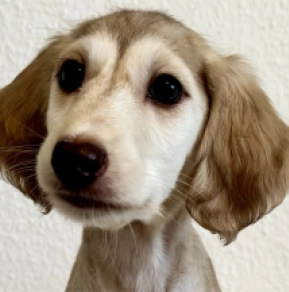 Saluki Welpe kaufen