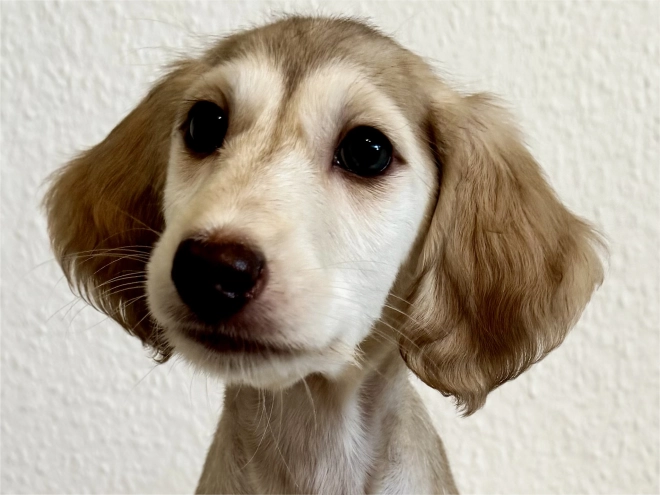 Saluki puppy for sale