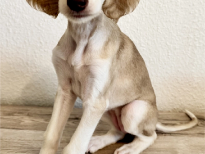 Saluki puppy for sale