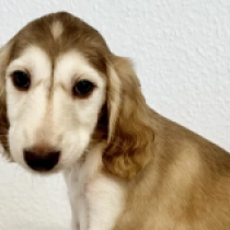 Alex,  Saluki for sale