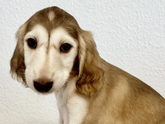 Saluki puppy for sale