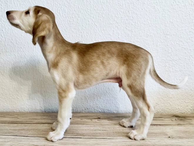 Saluki puppy for sale