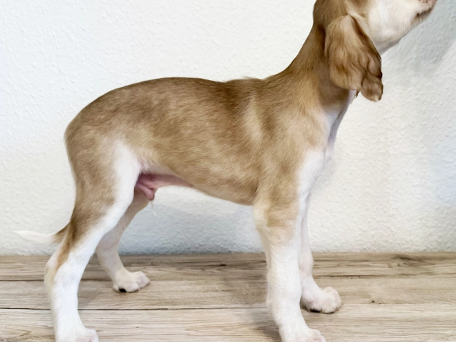 Saluki puppy for sale