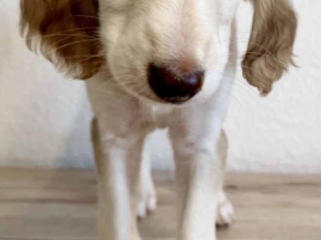Saluki puppy for sale