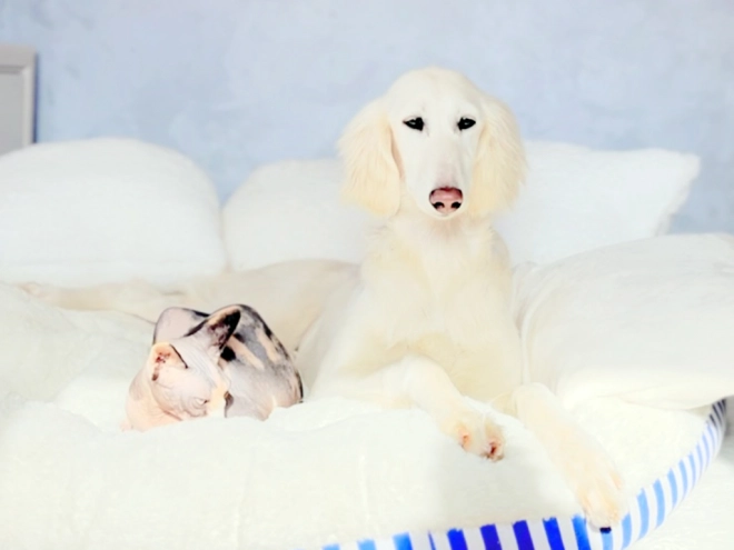 Saluki puppy for sale