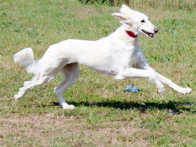 Saluki puppy for sale
