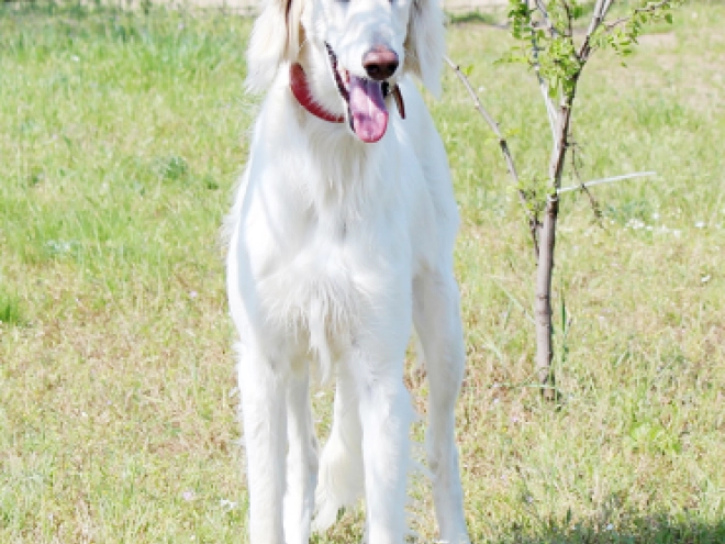 Saluki puppy for sale