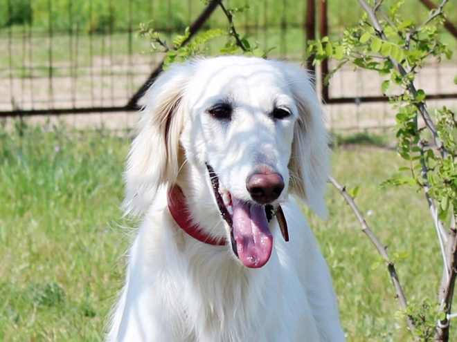 Saluki puppy for sale
