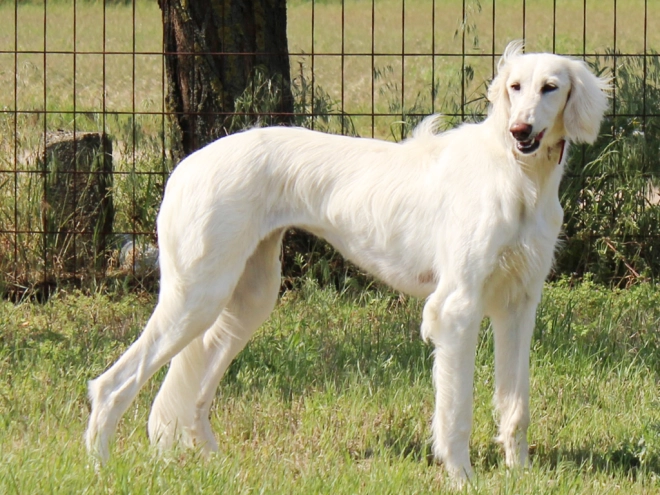 Saluki puppy for sale