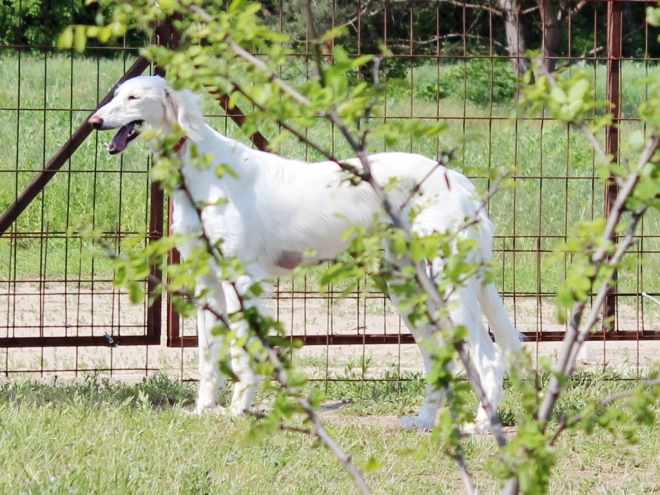 Saluki puppy for sale
