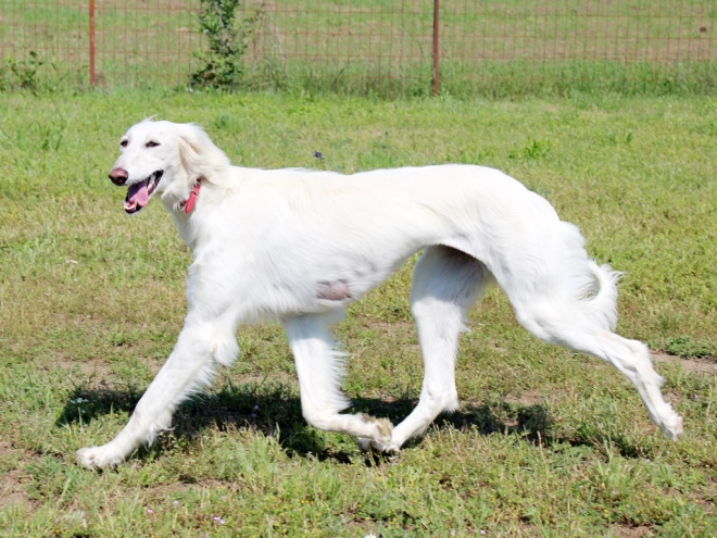 Saluki puppy for sale