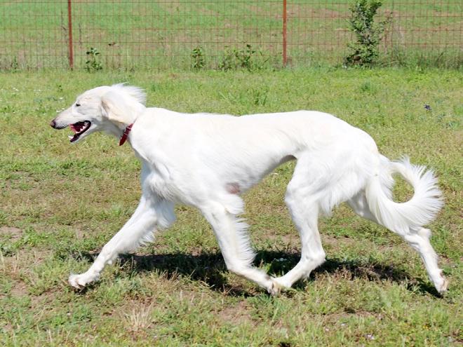 Saluki puppy for sale
