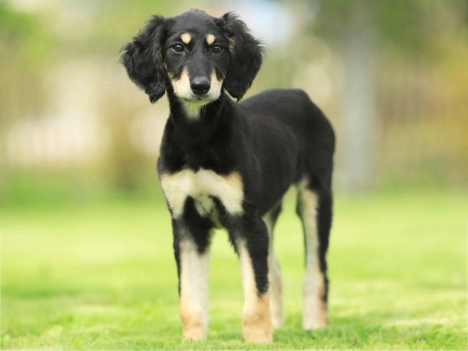 Saluki puppy for sale