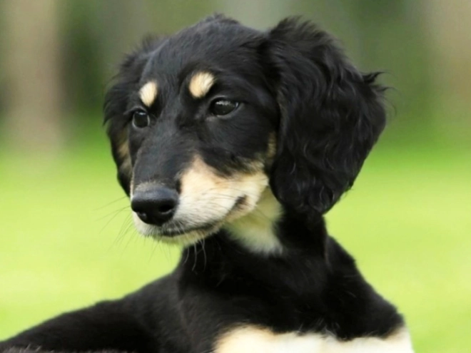 Saluki puppy for sale