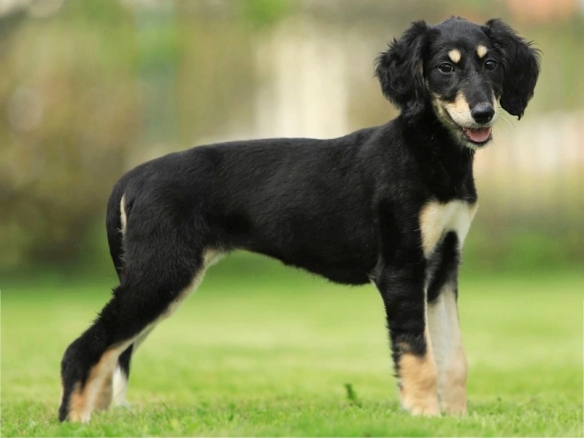 Saluki puppy for sale