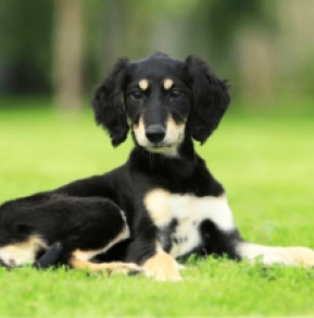 Saluki puppy for sale