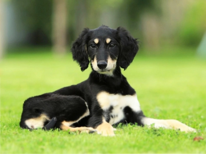 Saluki puppy for sale