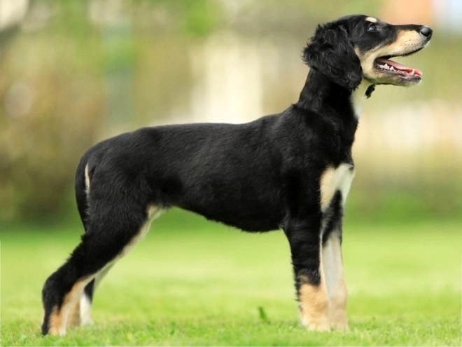 Saluki puppy for sale
