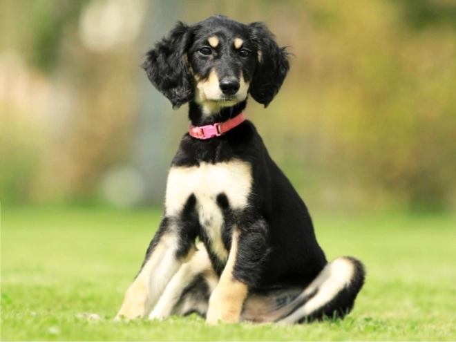 Saluki puppy for sale