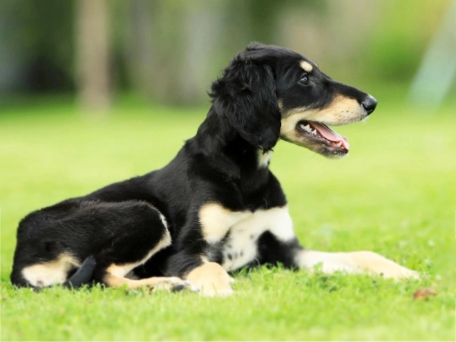 Saluki puppy for sale