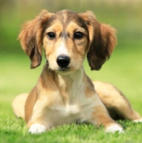 Saluki puppy for sale