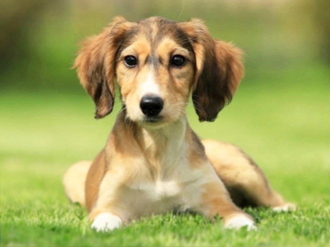 Saluki puppy for sale