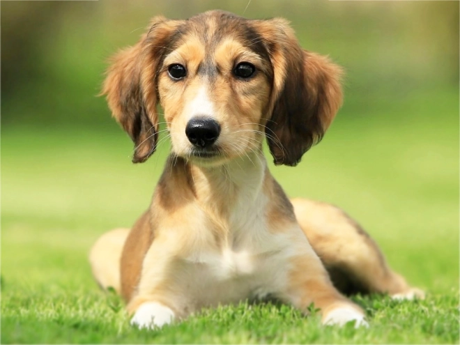 Saluki puppy for sale