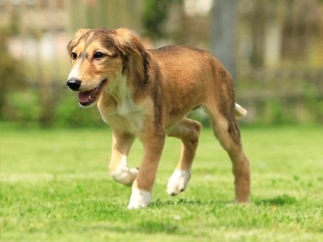 Saluki puppy for sale