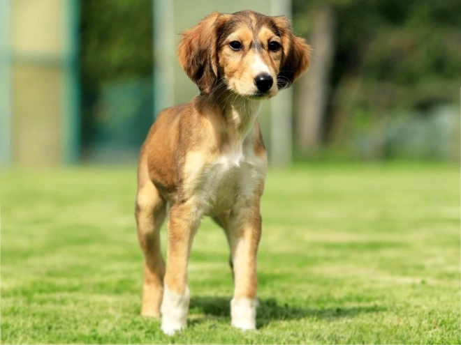 Saluki puppy for sale