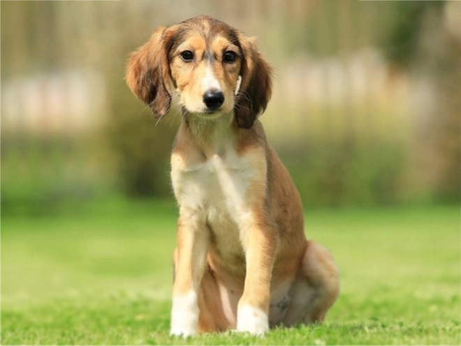 Saluki puppy for sale